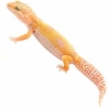 https://www.americanbreeder.com/images/com_adsmanager/categories/4965cat_t.jpg
