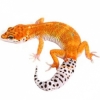 https://www.americanbreeder.com/images/com_adsmanager/categories/4966cat_t.jpg