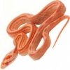 https://www.americanbreeder.com/images/com_adsmanager/categories/4998cat_t.jpg
