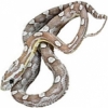 https://www.americanbreeder.com/images/com_adsmanager/categories/4999cat_t.jpg