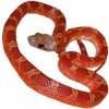 https://www.americanbreeder.com/images/com_adsmanager/categories/5000cat_t.jpg