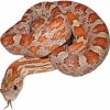 https://www.americanbreeder.com/images/com_adsmanager/categories/5001cat_t.jpg