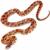 https://www.americanbreeder.com/images/com_adsmanager/categories/5002cat_t.jpg