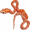 https://www.americanbreeder.com/images/com_adsmanager/categories/5006cat_t.jpg