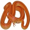 https://www.americanbreeder.com/images/com_adsmanager/categories/5007cat_t.jpg