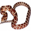 https://www.americanbreeder.com/images/com_adsmanager/categories/5008cat_t.jpg