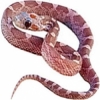 https://www.americanbreeder.com/images/com_adsmanager/categories/5009cat_t.jpg