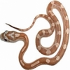 https://www.americanbreeder.com/images/com_adsmanager/categories/5012cat_t.jpg