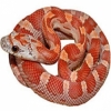 https://www.americanbreeder.com/images/com_adsmanager/categories/5013cat_t.jpg