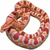 https://www.americanbreeder.com/images/com_adsmanager/categories/5014cat_t.jpg