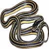 https://www.americanbreeder.com/images/com_adsmanager/categories/5018cat_t.jpg