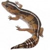 https://www.americanbreeder.com/images/com_adsmanager/categories/501cat_t.jpg
