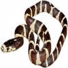 https://www.americanbreeder.com/images/com_adsmanager/categories/5022cat_t.jpg