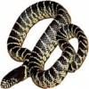https://www.americanbreeder.com/images/com_adsmanager/categories/5023cat_t.jpg