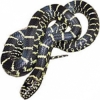 https://www.americanbreeder.com/images/com_adsmanager/categories/5025cat_t.jpg