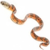https://www.americanbreeder.com/images/com_adsmanager/categories/5026cat_t.jpg