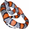 https://www.americanbreeder.com/images/com_adsmanager/categories/5027cat_t.jpg