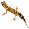 https://www.americanbreeder.com/images/com_adsmanager/categories/502cat_t.jpg