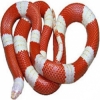 https://www.americanbreeder.com/images/com_adsmanager/categories/5032cat_t.jpg