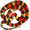 https://www.americanbreeder.com/images/com_adsmanager/categories/5033cat_t.jpg