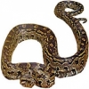 https://www.americanbreeder.com/images/com_adsmanager/categories/5038cat_t.jpg