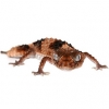 https://www.americanbreeder.com/images/com_adsmanager/categories/503cat_t.jpg
