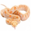 https://www.americanbreeder.com/images/com_adsmanager/categories/5040cat_t.jpg