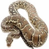 https://www.americanbreeder.com/images/com_adsmanager/categories/5041cat_t.jpg