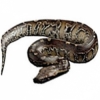 https://www.americanbreeder.com/images/com_adsmanager/categories/5044cat_t.jpg