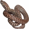 https://www.americanbreeder.com/images/com_adsmanager/categories/5048cat_t.jpg