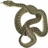 https://www.americanbreeder.com/images/com_adsmanager/categories/5050cat_t.jpg