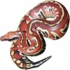 https://www.americanbreeder.com/images/com_adsmanager/categories/5054cat_t.jpg