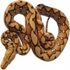 https://www.americanbreeder.com/images/com_adsmanager/categories/5055cat_t.jpg