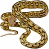 https://www.americanbreeder.com/images/com_adsmanager/categories/5058cat_t.jpg