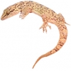 https://www.americanbreeder.com/images/com_adsmanager/categories/505cat_t.jpg