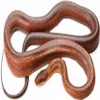 https://www.americanbreeder.com/images/com_adsmanager/categories/5061cat_t.jpg