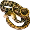 https://www.americanbreeder.com/images/com_adsmanager/categories/5062cat_t.jpg