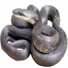 https://www.americanbreeder.com/images/com_adsmanager/categories/5063cat_t.jpg