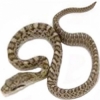 https://www.americanbreeder.com/images/com_adsmanager/categories/5066cat_t.jpg