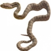https://www.americanbreeder.com/images/com_adsmanager/categories/5069cat_t.jpg