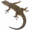 https://www.americanbreeder.com/images/com_adsmanager/categories/506cat_t.jpg