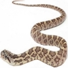 https://www.americanbreeder.com/images/com_adsmanager/categories/5070cat_t.jpg