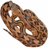 https://www.americanbreeder.com/images/com_adsmanager/categories/5071cat_t.jpg