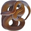 https://www.americanbreeder.com/images/com_adsmanager/categories/5073cat_t.jpg