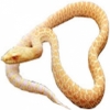 https://www.americanbreeder.com/images/com_adsmanager/categories/5074cat_t.jpg