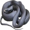 https://www.americanbreeder.com/images/com_adsmanager/categories/5076cat_t.jpg