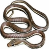 https://www.americanbreeder.com/images/com_adsmanager/categories/5077cat_t.jpg