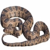 https://www.americanbreeder.com/images/com_adsmanager/categories/5078cat_t.jpg