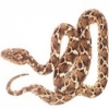 https://www.americanbreeder.com/images/com_adsmanager/categories/5080cat_t.jpg
