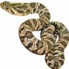 https://www.americanbreeder.com/images/com_adsmanager/categories/5081cat_t.jpg